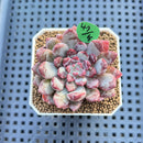 Echeveria 'New Boa' 1"-2" Succulent Plant Cutting