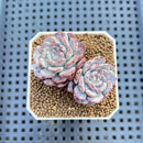 Echeveria 'New Boa' 1"-2" Succulent Plant Cutting
