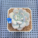 Graptoveria 'Bubble Cream' 1"-2" Succulent Plant Cutting