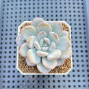 Graptoveria 'Bubble Cream' 1"-2" Succulent Plant Cutting