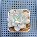 Graptoveria 'Bubble Cream' 1"-2" Succulent Plant Cutting