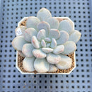 Graptoveria 'Bubble Cream' 1"-2" Succulent Plant Cutting