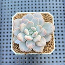 Graptoveria 'Bubble Cream' 1"-2" Succulent Plant Cutting