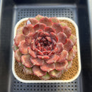 Echeveria 'Dark Jewel' 4"-5" Large Succulent Plant Cutting