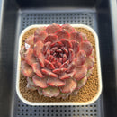 Echeveria 'Dark Jewel' 4"-5" Large Succulent Plant Cutting