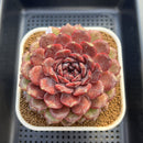 Echeveria 'Dark Jewel' 4"-5" Large Succulent Plant Cutting