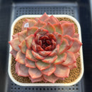 Echeveria 'Cherry Wood' 4" Succulent Plant Cutting