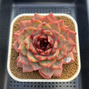 Echeveria 'Cherry Wood' 4" Succulent Plant Cutting