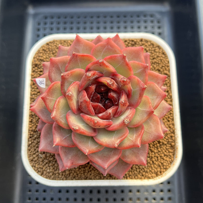 Echeveria 'Cherry Wood' 4" Succulent Plant Cutting