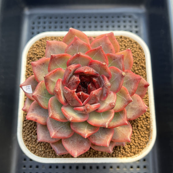 Echeveria 'Cherry Wood' 4" Succulent Plant Cutting