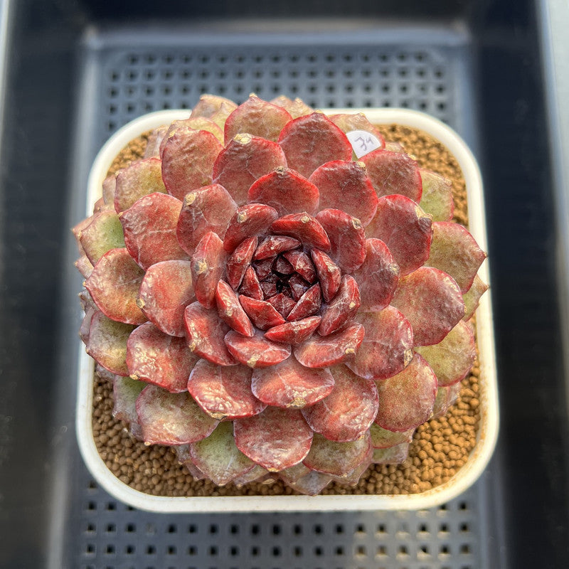 Echeveria 'Dark Jewel' 4"-5" Large Succulent Plant Cutting