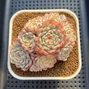Echeveria 'Minima' Variegated 4" Cluster Succulent Plant Cutting