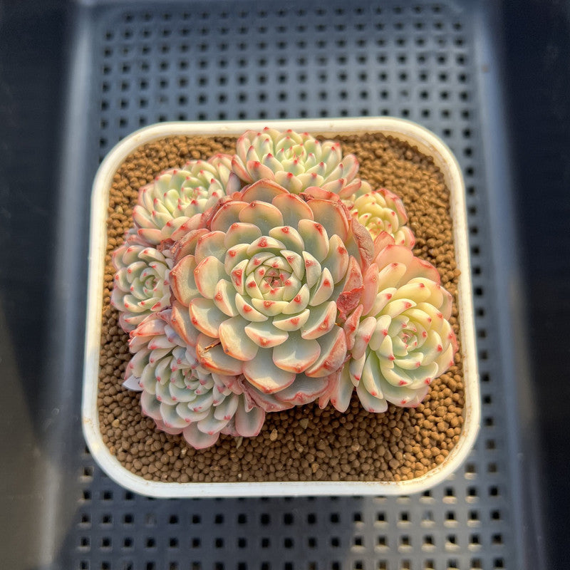 Echeveria 'Minima' Variegated 4" Cluster Succulent Plant Cutting