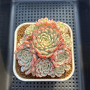 Echeveria 'Minima' Variegated 4" Cluster Succulent Plant Cutting