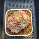 Echeveria 'Minima' Variegated 4" Cluster Succulent Plant Cutting