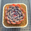 Echeveria 'Dark Horizon' 2"-3" Succulent Plant Cutting