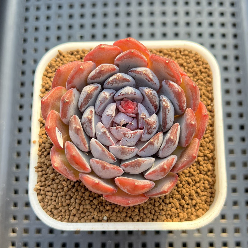 Echeveria 'Dark Horizon' 2"-3" Succulent Plant Cutting