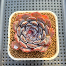 Echeveria 'Dark Horizon' 2"-3" Succulent Plant Cutting