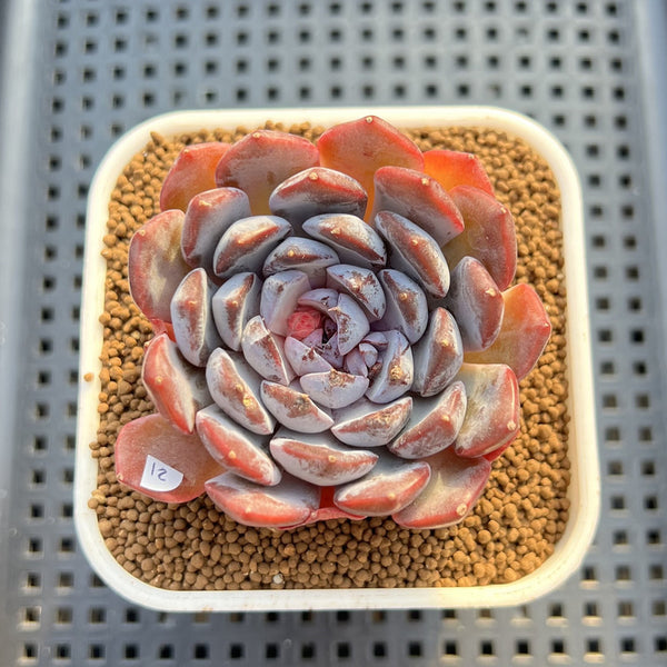 Echeveria 'Dark Horizon' 2"-3" Succulent Plant Cutting