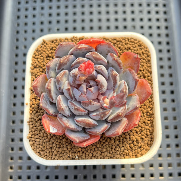Echeveria 'Dark Horizon' 2"-3" Succulent Plant Cutting