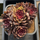 Echeveria 'Gorilla Monster' 5"-6" Extra Large Cluster Succulent Plant Cutting