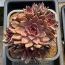Echeveria 'Gorilla Monster' 5"-6" Extra Large Cluster Succulent Plant Cutting