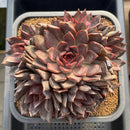 Echeveria 'Gorilla Monster' 5"-6" Extra Large Cluster Succulent Plant Cutting