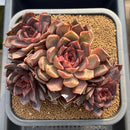 Echeveria 'Gorilla Monster' 5"-6" Extra Large Cluster Succulent Plant Cutting