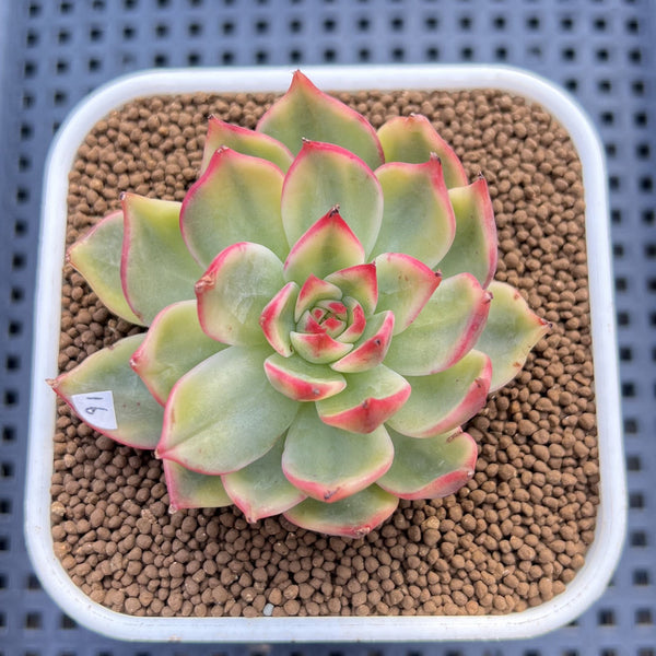 Echeveria Agavoides 'Peach Blossom' Variegated 2"-3" Succulent Plant Cutting