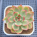 Echeveria Agavoides 'Peach Blossom' Variegated 2"-3" Succulent Plant Cutting