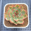 Echeveria Agavoides 'Peach Blossom' Variegated 2"-3" Succulent Plant Cutting