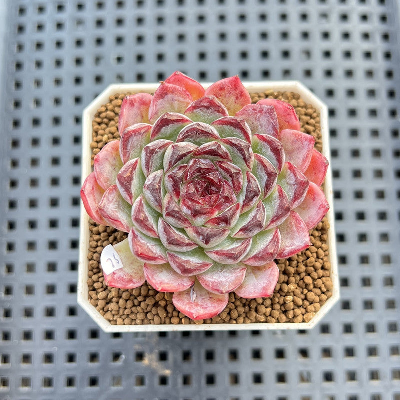 Echeveria 'Sunflower Treasure' 2" Succulent Plant Cutting