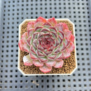 Echeveria 'Sunflower Treasure' 2" Succulent Plant Cutting