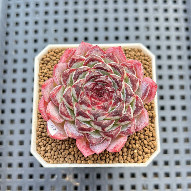 Echeveria 'Sunflower Treasure' 2" Succulent Plant Cutting