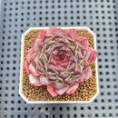 Echeveria 'Sunflower Treasure' 2" Succulent Plant Cutting