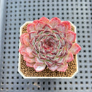 Echeveria 'Sunflower Treasure' 2" Succulent Plant Cutting