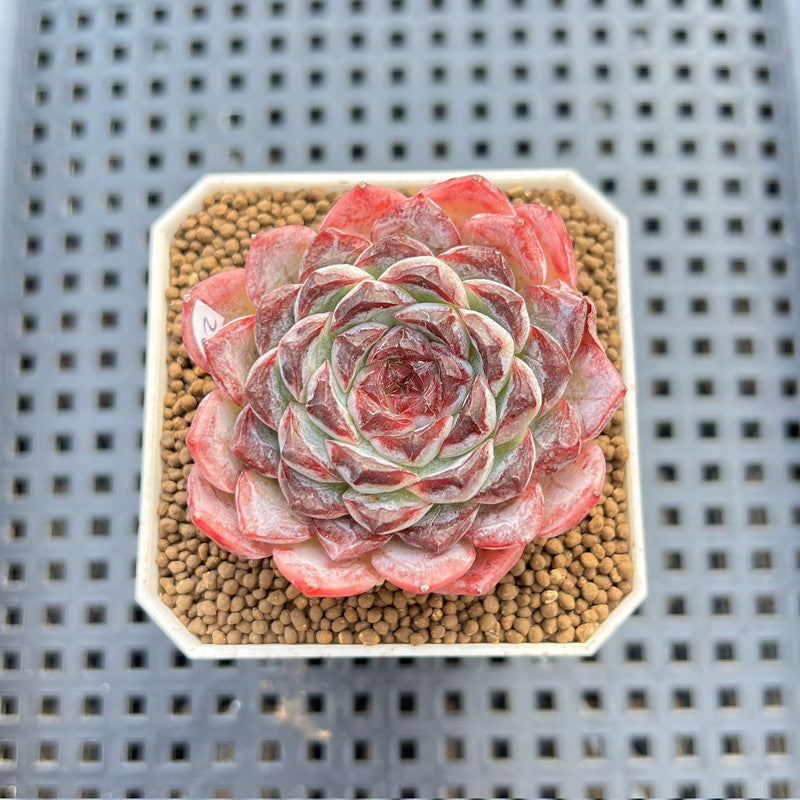 Echeveria 'Sunflower Treasure' 2" Succulent Plant Cutting
