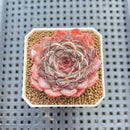 Echeveria 'Sunflower Treasure' 2" Succulent Plant Cutting