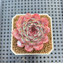 Echeveria 'Sunflower Treasure' 2" Succulent Plant Cutting