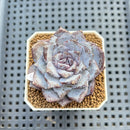 Echeveria 'Ocean Star' 2" Succulent Plant Cutting