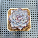 Echeveria 'Ocean Star' 2" Succulent Plant Cutting