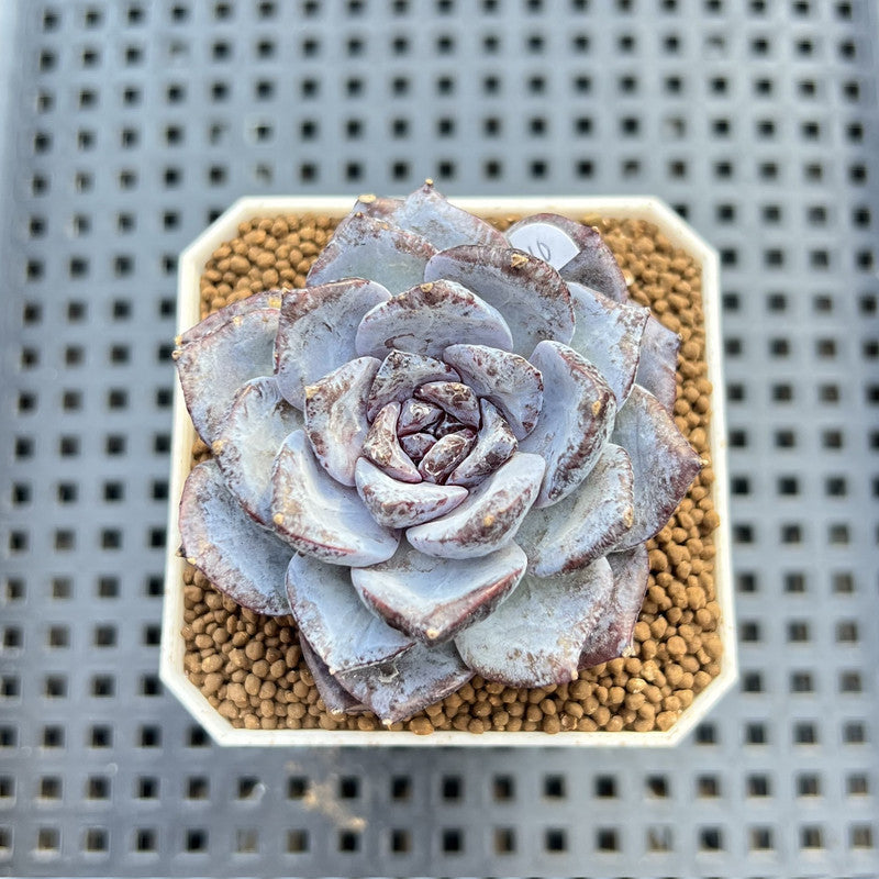 Echeveria 'Ocean Star' 2" Succulent Plant Cutting
