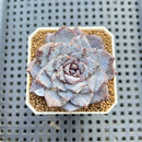 Echeveria 'Ocean Star' 2" Succulent Plant Cutting