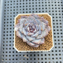 Echeveria 'Ocean Star' 2" Succulent Plant Cutting