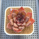 Echeveria 'Black Turtle-Snake' 2" Succulent Plant Cutting