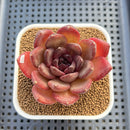 Echeveria 'Black Turtle-Snake' 2" Succulent Plant Cutting