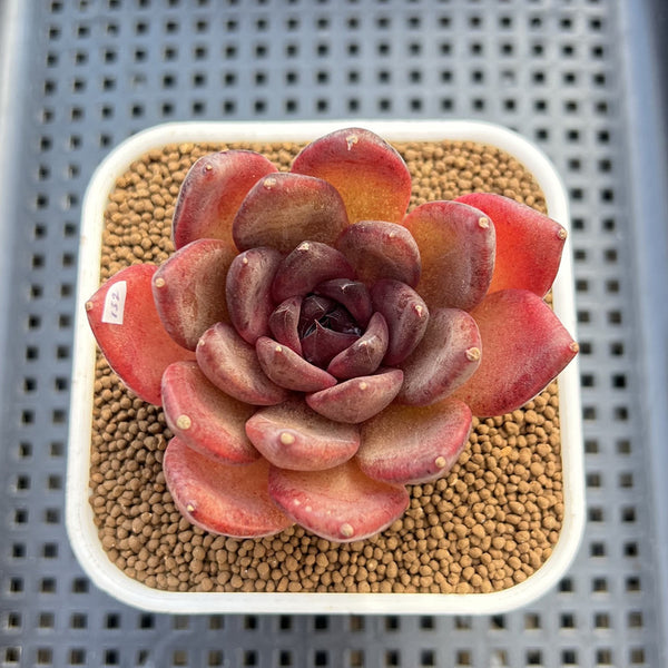 Echeveria 'Black Turtle-Snake' 2" Succulent Plant Cutting