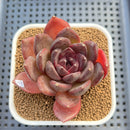 Echeveria 'Black Turtle-Snake' 2" Succulent Plant Cutting