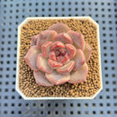 Echeveria Hybrid sp. 1"-2" Hand-Selected Clone (From Brotherly Farm) Succulent Plant Cutting