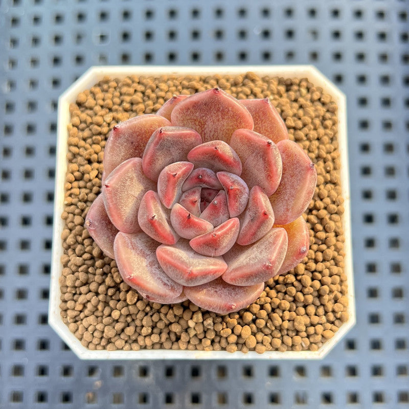 Echeveria Hybrid sp. 1"-2" Hand-Selected Clone (From Brotherly Farm) Succulent Plant Cutting